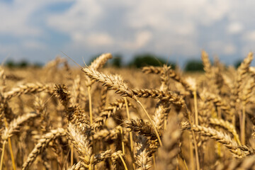 Wheat field