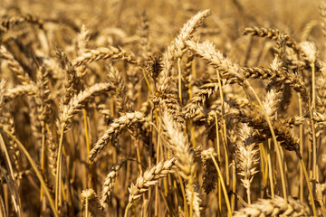 Wheat field