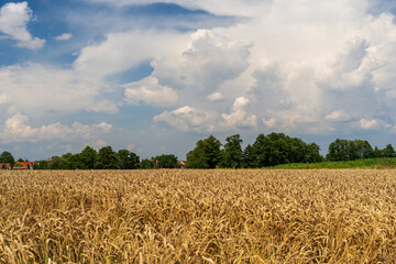 Panorama of wheat field. Background of ripening ears of wheat field. Beautiful Nature Landscape. 