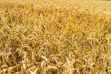 Wheat field