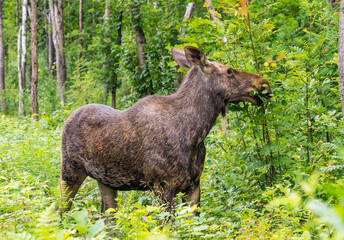 Elk in the forest eating young leaves on branches.