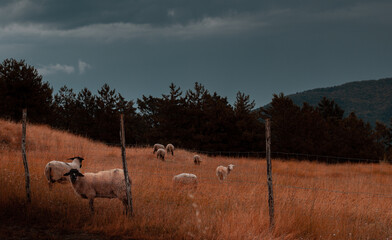 Rainy day in Florence, Italy