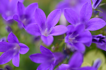  close up of campanula  bluebells