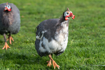 Domesticated Guineafowl or Pet Speckled Hen (Numida meleagris)