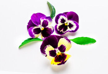 Three beautiful pansies with leaves lie on a white background. Natural concept