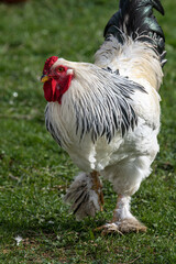 White Brahma Chicken or Brahma Pootra (Gallus gallus domesticus)