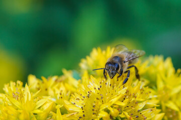 A western honey bee pollinating a yellow blossom