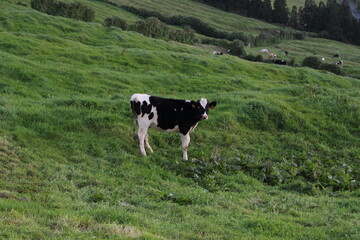 cows in a pasture