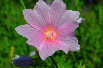 pink flower in the garden