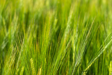 Green wheat field close up. Spring countryside scenery. Beautiful nature landscape. Juicy fresh ears of young green wheat.Free space for text. Agriculture scene. Abstract blurred background