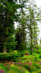 green forest in the morning