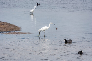 Little egrets and moorhens