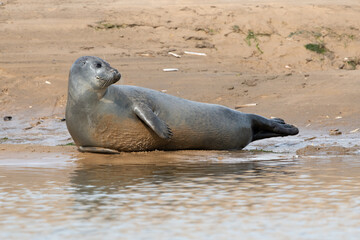 Harbour Seal (Phoca vitulina) on the Norfolk coast