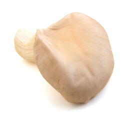 oyster mushroom on white background