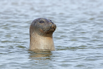 Obraz premium Inquisitive Harbour Seal (Phoca vitulina) surveying the Norfolk coast