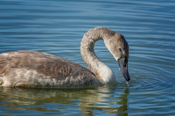 White swans with small swans on the lake