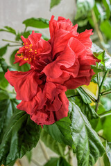 Garden on windowsill. Vibrant red flower of blooming Hibiscus rosa-sinensis, known colloquially as Chinese hibiscus, China rose, Hawaiian hibiscus and rose mallow.