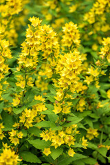 Bright yellow flowers of blooming  loosestrife, Lysimachia vulgaris. Selective focus with shallow depth of field.
