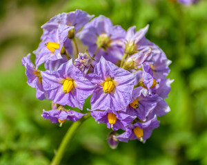 Round cluster of bicolor yellow and magenta flowers of blooming potato at sunny summer day. Selective focus with shallow depth of field.