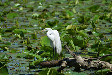 great egret, large egret, or great white egret Ardea alba