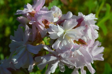 pink and white flowers