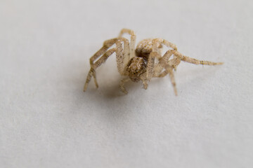 kleine Spinne auf weissen Hintergrund
