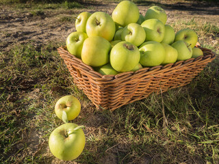Organic apples in summer grass