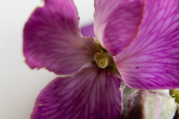 Makro Fotografie einer lila Blume