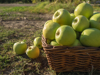 Organic apples in summer grass