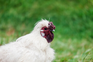 White chicken on meadow