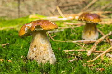 Mushrooms cut in the woods. Mushroom boletus edilus growing in green moss. Autumn forest mushrooms scene.Vegetarian diet food.Tasty natural product.Two brown mushrooms nature scenery selective focus
