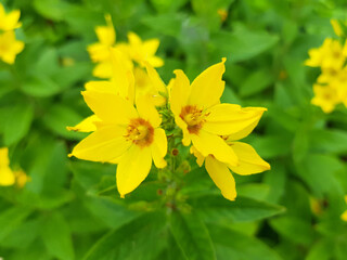 dotted loosestrife also garden loosestrife (in german Acker-Kratzdistel also Ackerdistel) Lysimachia punctata