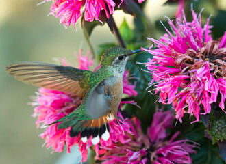 hummingbird and flower_004