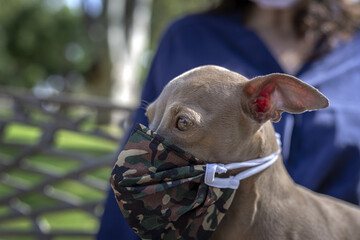 Pure breed Italian greyhound dog in the park with protective mask