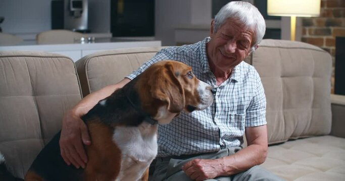 Happy grandfather is sitting at the couch in home with dog beagle and stroking him.Senior man smiling and looking at his dog. 