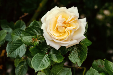 one velvety fluffy cream big rose on a Bush