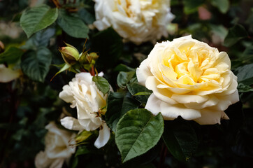 velvet fluffy cream big rose on a Bush