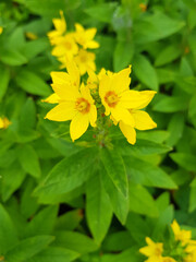 dotted loosestrife also garden loosestrife (in german Acker-Kratzdistel also Ackerdistel) Lysimachia punctata