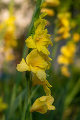 Gladiolus hortulanus garden ornamental plant in bloom, yellow flowering flowers on long tall stem