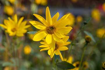 Helianthus tuberosus yellow Jerusalem artichoke sunflower flowers in bloom, beautiful food flowering plant