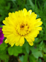 flatweed (in german Gemeines Ferkelkraut) Hypochaeris radicata