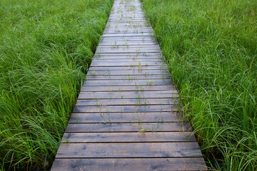 Wooden path in the forest