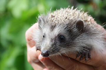 Man holds hedgehog in his hands