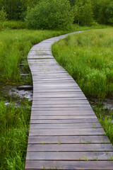 Obraz premium Wooden path in the forest