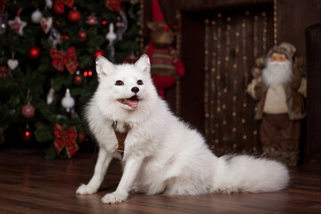 Fototapeta na wymiar white fox brown New Year decorations