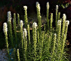 Białe kwiaty © merko