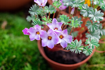  Silver Shamrock flowers or Chilean Oxalis, Pink Carpet Oxalis, Pink Buttercups, Pink Sauerklee in St. Gallen, Switzerland.