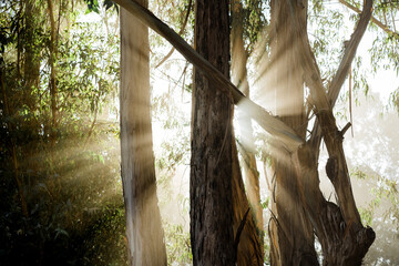 Sun beaming through the coastal fog in the Eucalyptus tree grove