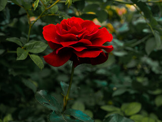 Roses in the botanical garden in Radzionków. Free space for entry ready.