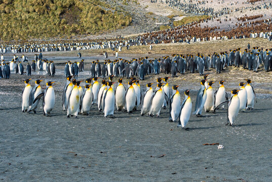 King Penguin colony (Aptenodytes patagonicus), Right Whale Bay, South Georgia Island
